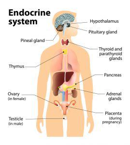 endocrine system 269x300 7952