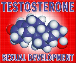 all about testosterone