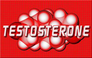 food that increase testosterone levels