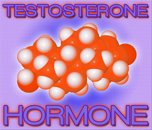 testosterone enanthate cycle