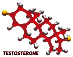 testosterone male hormone test