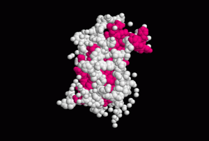 640px-Somatotropine