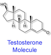 Testosterone Molecule 2D
