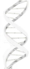 HCG DNA Spiral