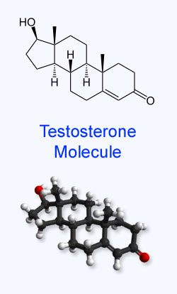 Molecule of the Androgen Testosterone