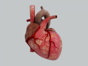 168502-heart-blood-vessels_436130443