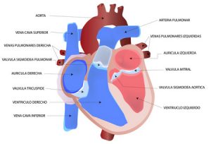 medical human heart 300x204