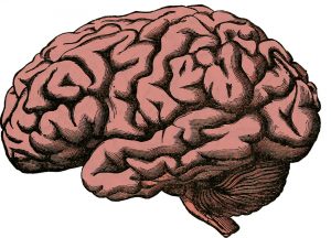 brain memory and testosterone 300x216