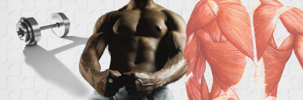 Testosterone and Bodybuilding